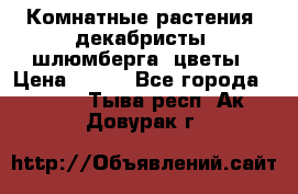 Комнатные растения, декабристы (шлюмберга) цветы › Цена ­ 300 - Все города  »    . Тыва респ.,Ак-Довурак г.